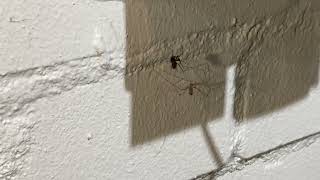 Spinnenkampf im Keller- Sieht David gegen Goliath?