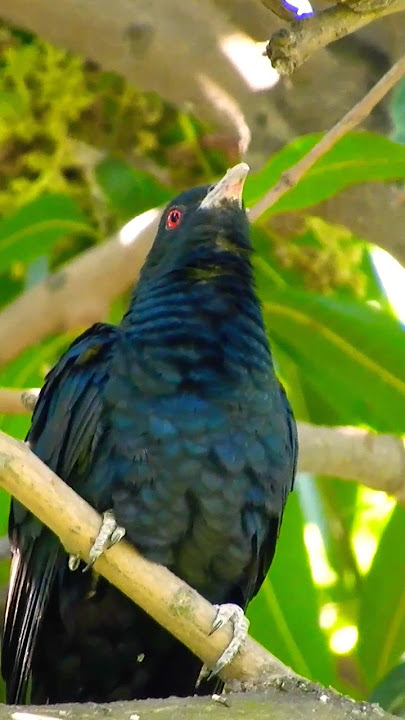 cuckoo bird sound voice awaz koyal ki awaz #cuckoo #voice #sound #awaz #wildlife #nature