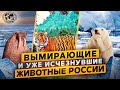 Вымирающие и уже исчезнувшие животные России |  @Русское географическое общество