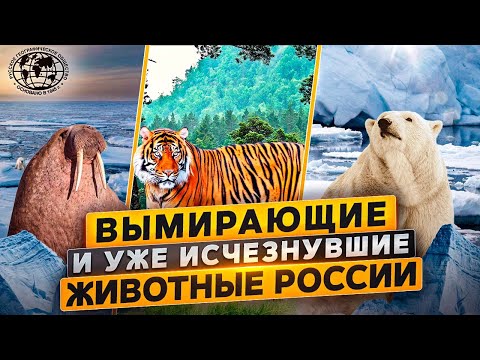 Видео: Закончите убийство животных в L.A.!