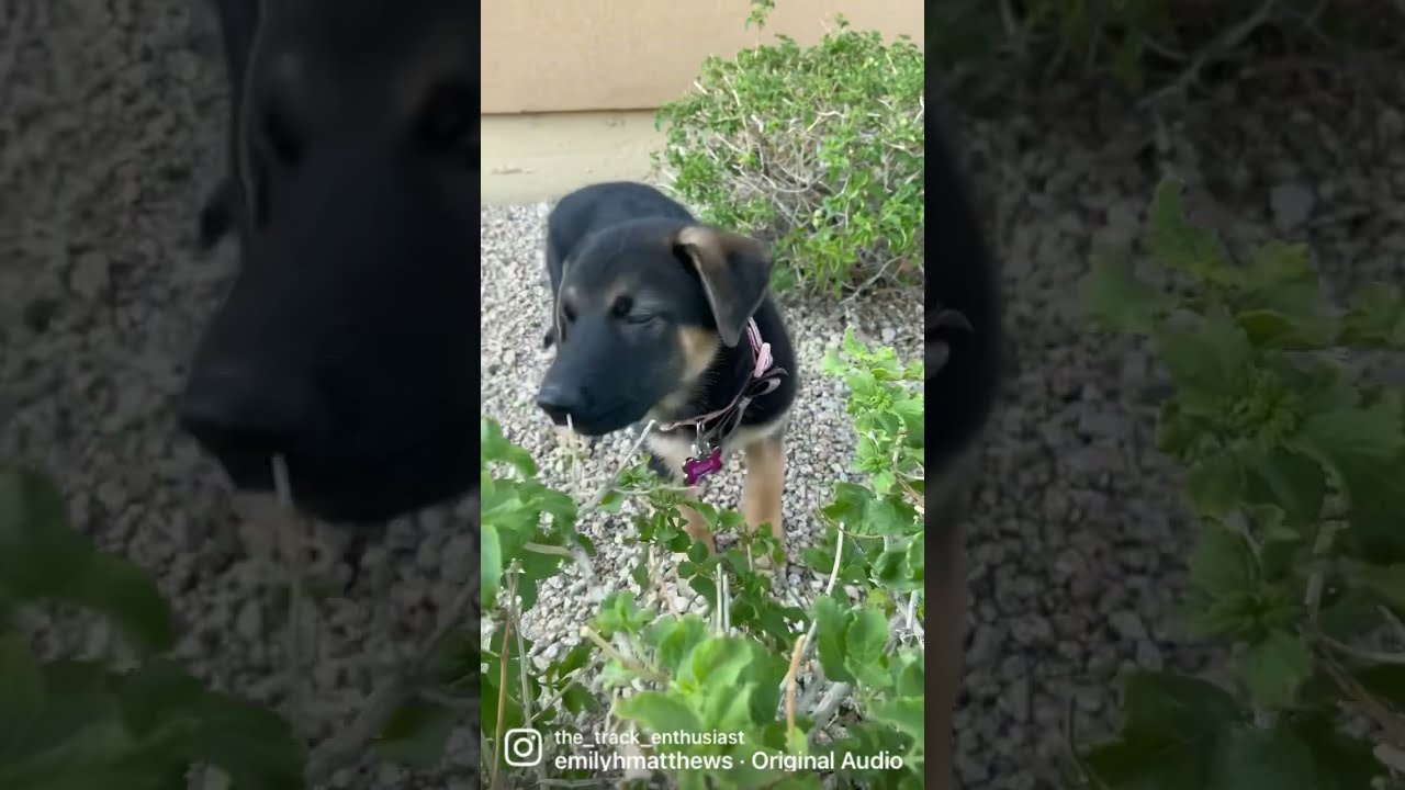 German Shepherd puppy concerns public safety officials !