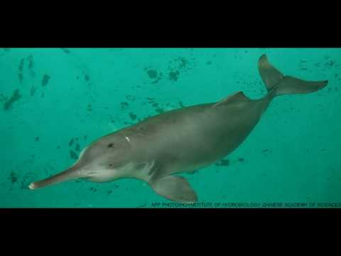 Vidéo: Espèces en voie de disparition : dauphin de rivière chinois (Baiji)