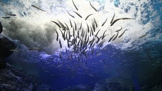探訪 見上げる滝つぼ 神秘の青 北海道北見市「山の水族館」