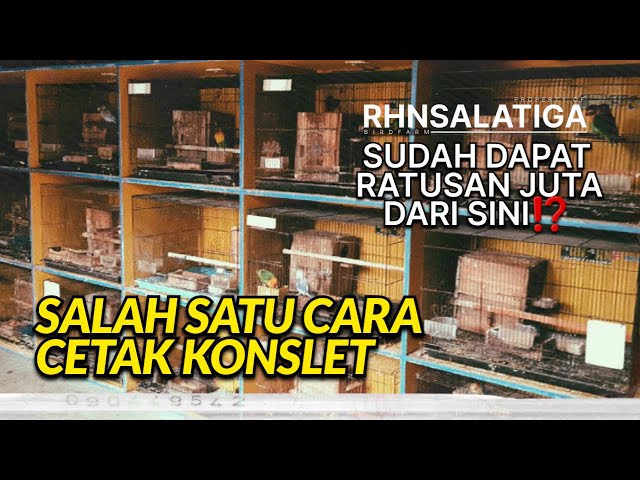 SALAH SATU CARA CETAK LOVEBIRD KONSLET | Gendub RHN #rhnsalatiga #Ljbirdcontets#lovebirdkonslet class=