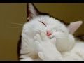 Top Funniest Animal & Pet Fails