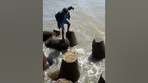 Câu ca phan ri cưa