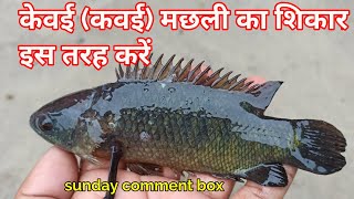 इस मौसम में कवई मछली का शिकार इस तरह कीजिये || sunday comment box || episode 44 (1)