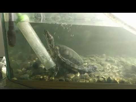 Turtle playing in bubbles