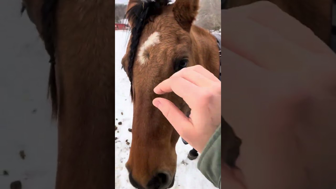 Why I don’t blanket my horses: featuring a nosy Blade