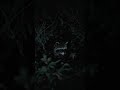 Cute Raccoon Exploring the Night | Cute wild racoon #wildlife #racoon  #forestwhispers #nature
