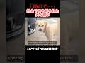 「助けて…」針金で口を縛られた犬の願い