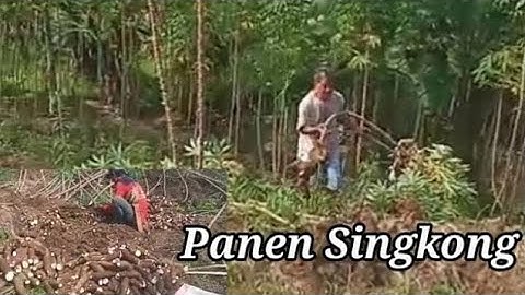 Cilacap Penghasil Singkong  Kualitas Tinggi 👍@omiyoomiyo-nk9bf 