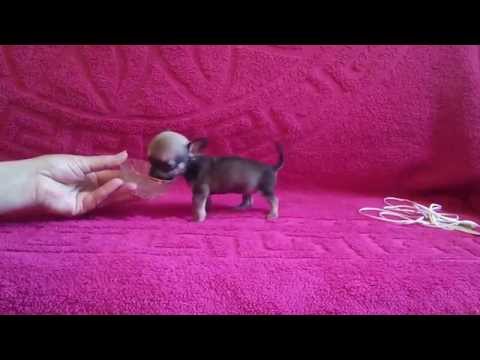 Video: Chihuahua Mini Zotining Xususiyatlari Qanday?