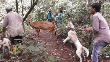 BERBURU DI HUTAN PINUS SUMATRA !!! MEMBUAT PENGHUNI NYA BERHANBURAN KELUAR SARANGNYA