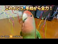 年始の｢きちゃコング｣！正月から飼い主争奪戦が始まりました