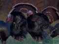 Texas Turkeys - Texas Parks and Wildlife [Official]