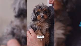 Why Families Fall in Love With Cavapoos | Cavapoo Puppies for Sale in Ohio