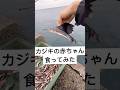 カジキの赤ちゃん食ってみた#fishing #shorts #料理
