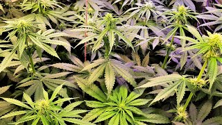 Tent update. Cannabis flowering phase going great!