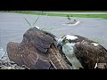 Iris Receives A Visitor At Hellgate Osprey Nest – July 1, 2020