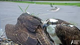 Iris Receives A Visitor At Hellgate Osprey Nest - July 1, 2020