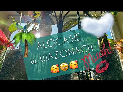 Wideo: Co to znaczy pumeks?