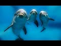 Делфинотерапия: Как делфините докосват душата ни