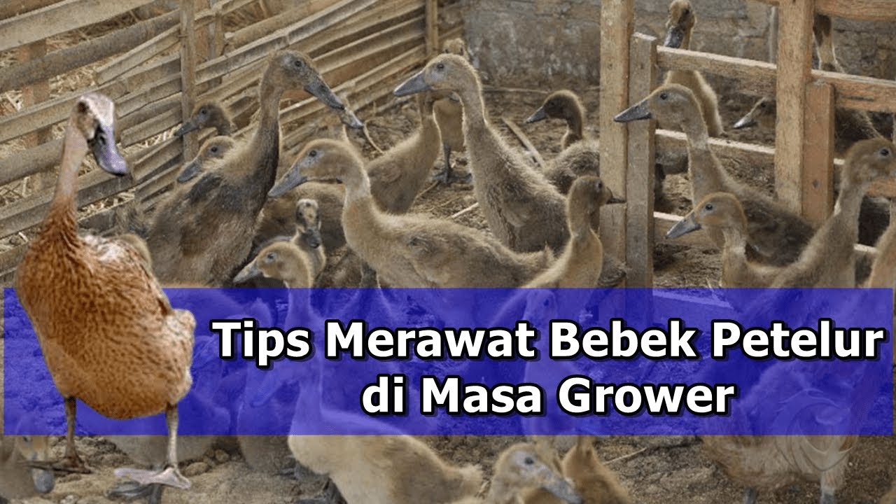 CARA MERAWAT BEBEK PETELUR DI MASA PEMBESARAN (GROWER)||| CARA TERNAK