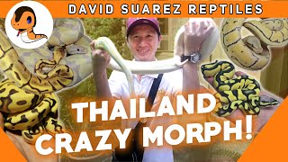 DSR THAILAND VLOG (Part 1) | BEAUTIFUL MORPHS!!!
