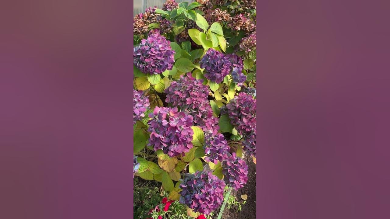 Не спешите прятать в подвал горшечные гортензии #гортензия #garden #сад ...