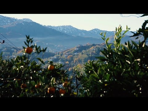 24 დეკემბერს, 12:15 საათზე - „ფერმა\"