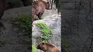 Big Bears On The Move