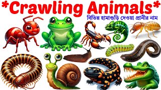 Crawling Animals🐍| Name of Animals |English Vocabulary Learning Video for Toddlers and Preschoolers