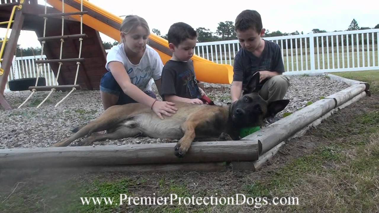 Cadance Premier Protection Dog