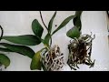 Погибающие Орхидеи - 1 | Phal. Leco Fantastic
