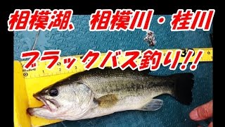 相模湖 相模川 桂川ブラックバス釣り ６月７日 Lake Sagami The Sagami River Katsura River Large Mouth Bass Fishing Youtube