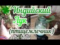 ИНДИЙСКИЙ ЛУК – как приготовить НАСТОЙКУ, ОТВАР и сделать заготовку из сырья. МОЙ ОПЫТ