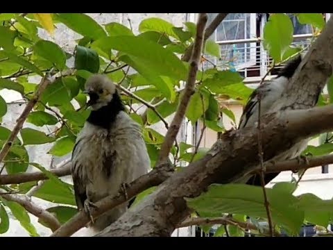 有兩隻不知名嘅雀仔 ?  喺度嘈嘈閉  (想看更多影片記得訂閱)