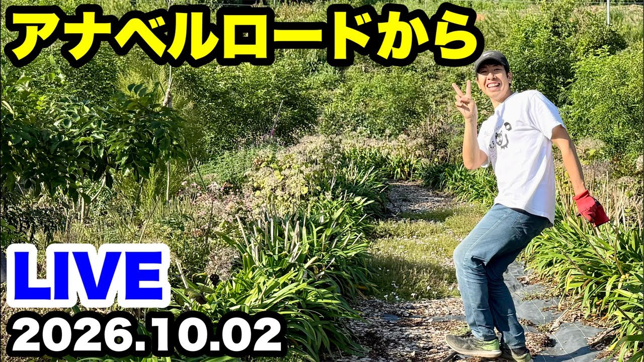 ◆アナベルロードからLIVE配信！秋に向けて！
