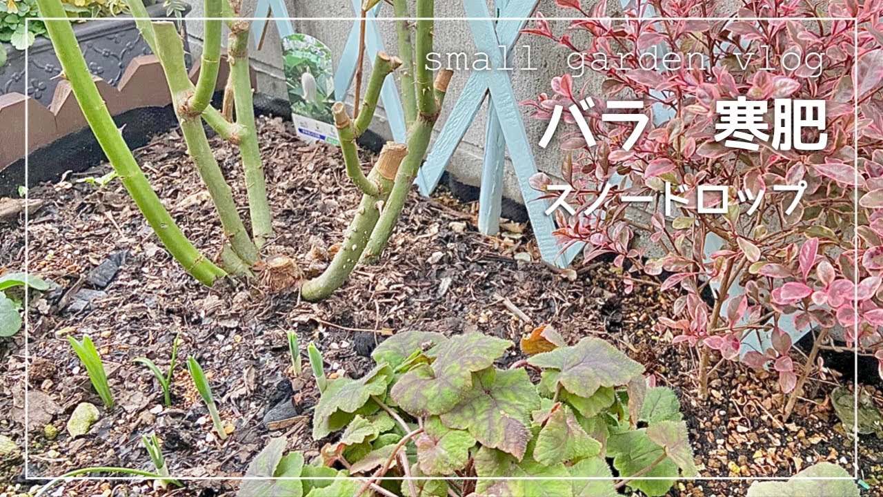 小さな庭vlog 18 バラ 寒肥 スノードロップ植え付け 金木犀 久しぶりの冬の庭は仕事が盛り沢山 Youtube