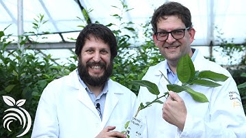 Lây lan và dịch bệnh trên cây cam quýt ở California - Tiến sĩ Vidalakis trả lời câu hỏi của bạn