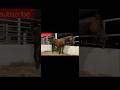 Arabian Horse Videos Arabian Mare Foaling In Peace As Nature Intended Undisturbed Arabian Horse Videos Arabian Mare Foaling In Peace As Nature Intended Undisturbed