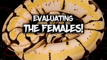Breeding Season Starts!  Evaluating the Female Ball Pythons
