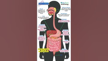 Human Digestive system | Human Nutrition | CAIE | IGCSE Biology #gcse  #igcsebiology #igcse