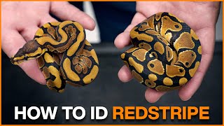 How to Identify REDSTRIPE in Ball Pythons!