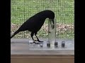 The Surprising Intelligence Of Crows Demonstrated In An Experiment mp3