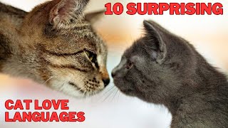 10 SURPRISING CAT LOVE LANGUAGE You Didn't Know About!