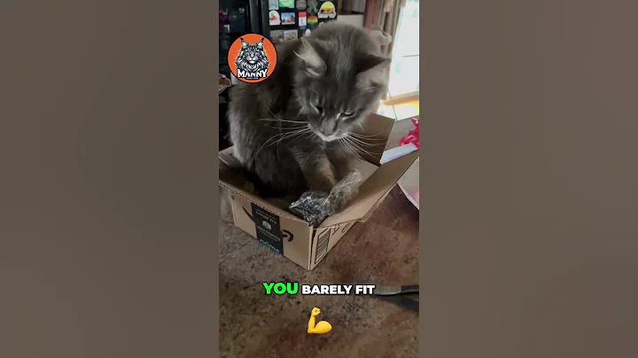 Watch the video about Cat Logic