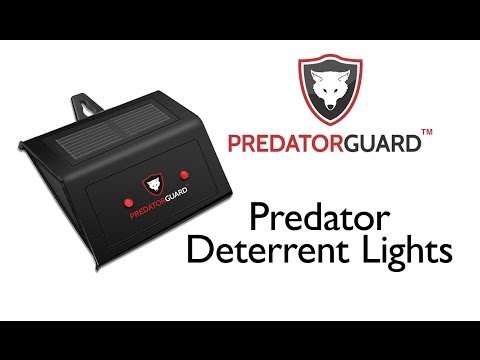 Predator Guard - Best Predator Deterrent Lights to Stop Attacks on Gardens and Livestock