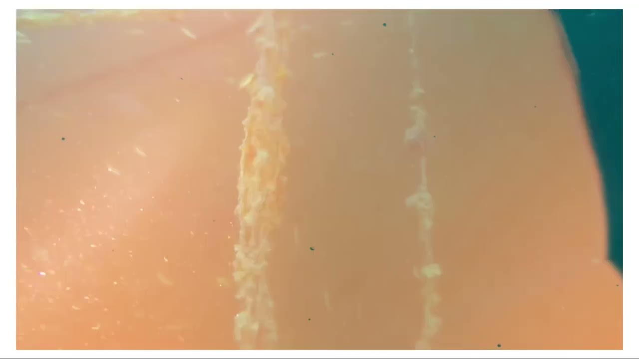 Pericles Shipwreck Dive w/Poseidon Dive Center in Qatar 🇶🇦